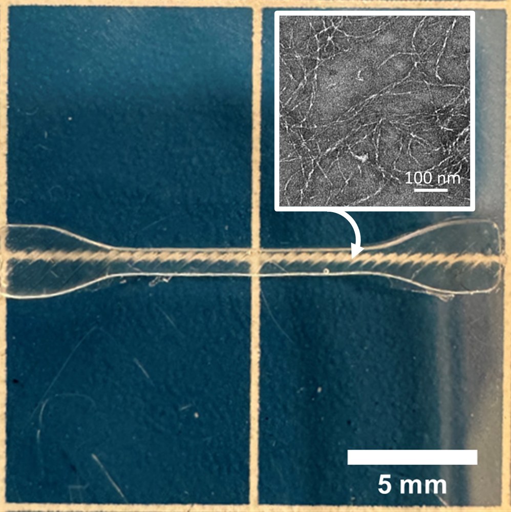Transparent pili-PDMS dogbone tensile test sample stretched, with a TEM inset showing the protein nanowire network at 100 nm scale.